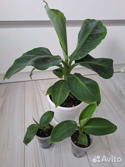 Декоративный банан