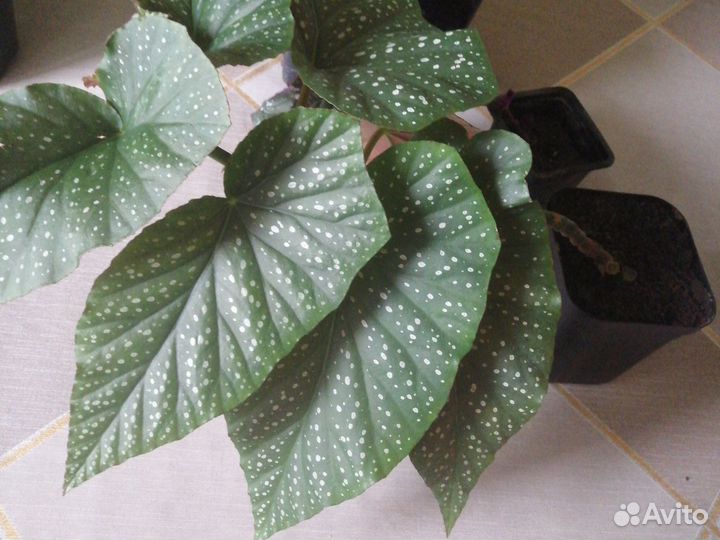 Сансевиерия щучий хвост, бегония- крылья ангела