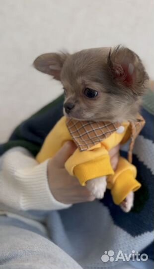 Невероятно красивый пушистик Чихуахуа