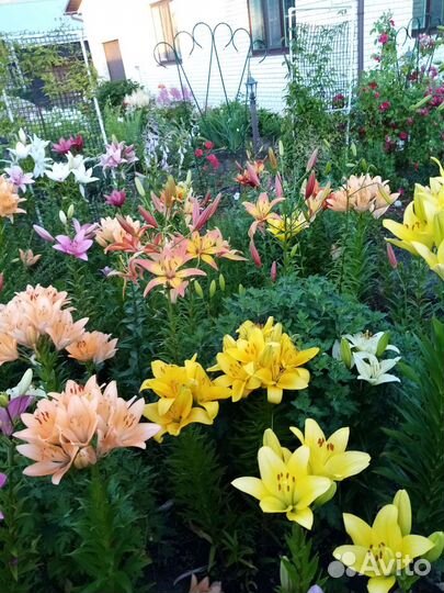 Букеты из лилий