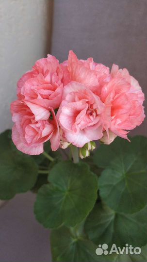Пеларгонии сортовые