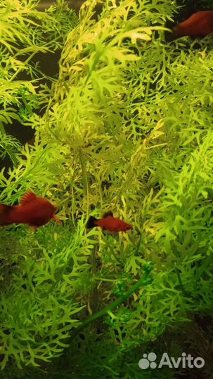 Пецилии, меченосцы, анцитрусы, креветки и растения