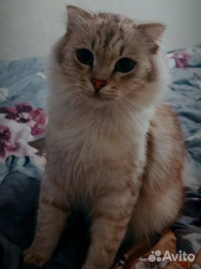 Отдам в добрые руки вислоухого кота