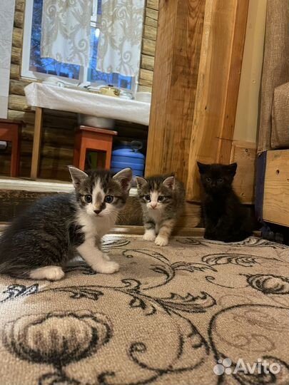 Отдам котенка в добрые руки