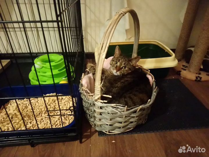 Кошка в добрые руки помощь с передержкой