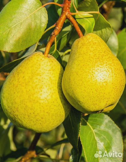 Саженцы плодовых деревьев