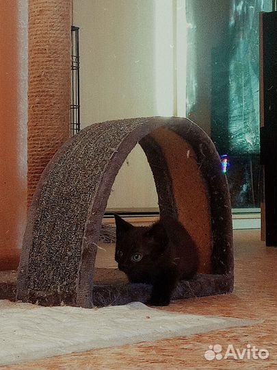 Милейший малыши в добрые руки