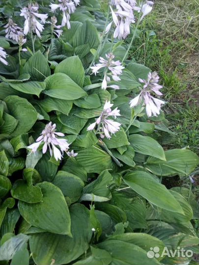 Хоста цветы