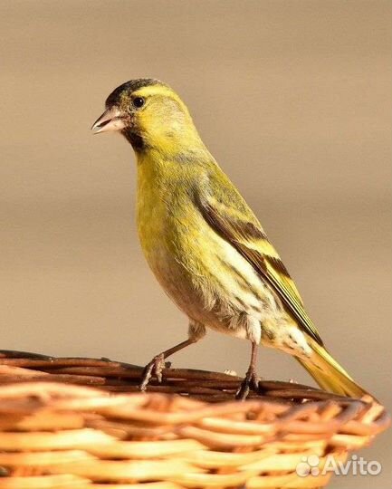 Щегол, Репел, Чиж, Дубанос, Зеленушка, Зяблик