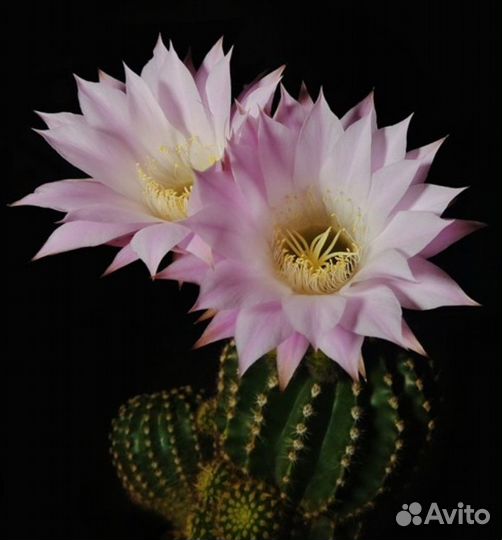 Кактус цветущий