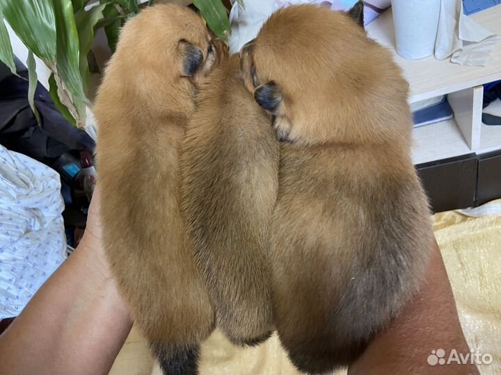 Карело финская лайка