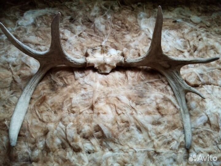 Рога лося