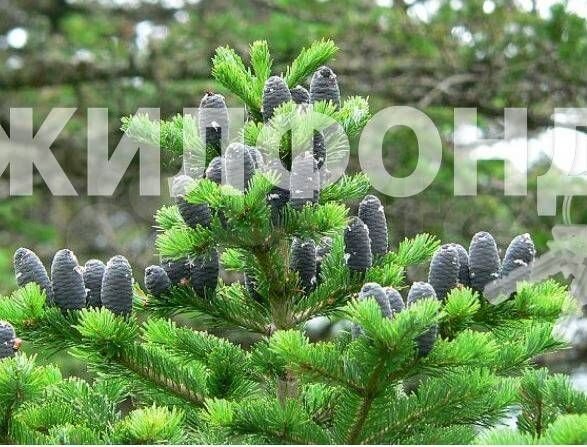 Участок 2,89 га (СНТ, ДНП)