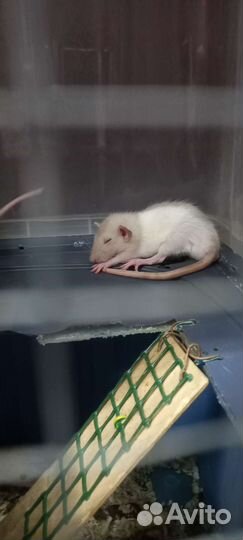 Декоративная крыса дамбо