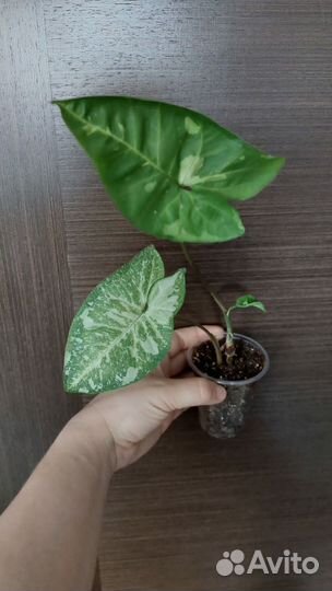 Сингониумы все по 100