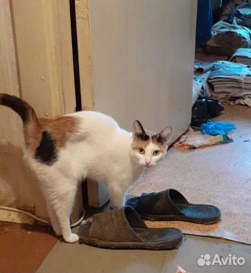 Кошечка- мышеловка