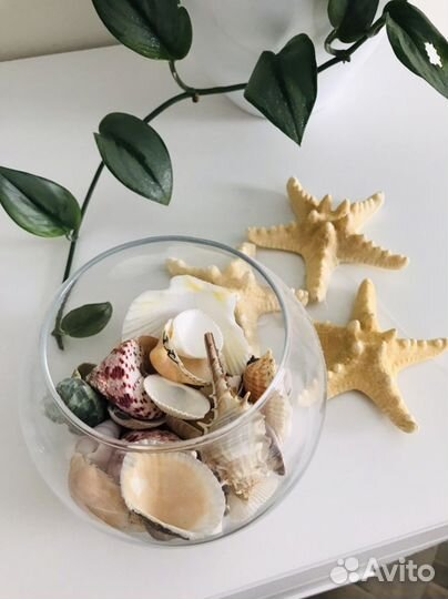 Ракушка морская большая, звезда морская