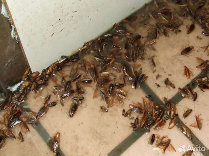 Дезинфекция от тараканов от клопов