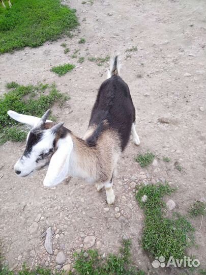 Козочки молочных линий