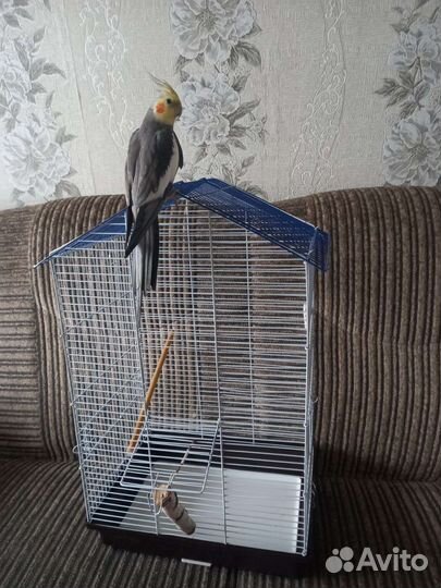 Жердочки для попугая из натур.материала