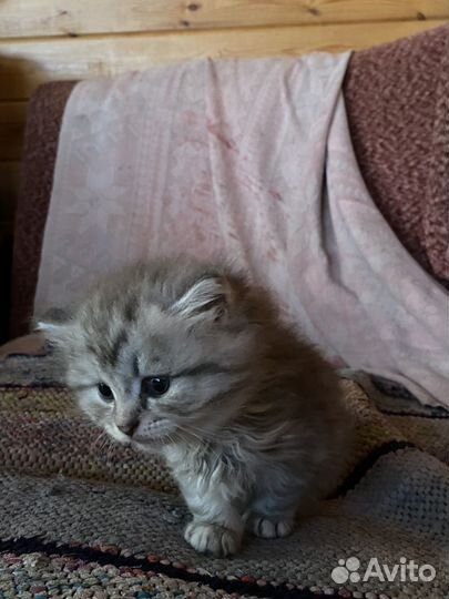 Котята Шотландские+Британские