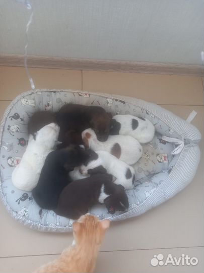 Собаки бесплатно