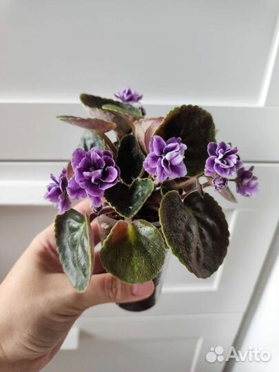 Сортовые фиалки + листики