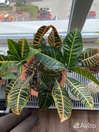 Кротон кодиеум