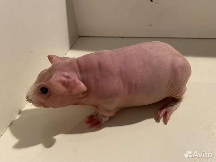 Морская свинка скинни малыш