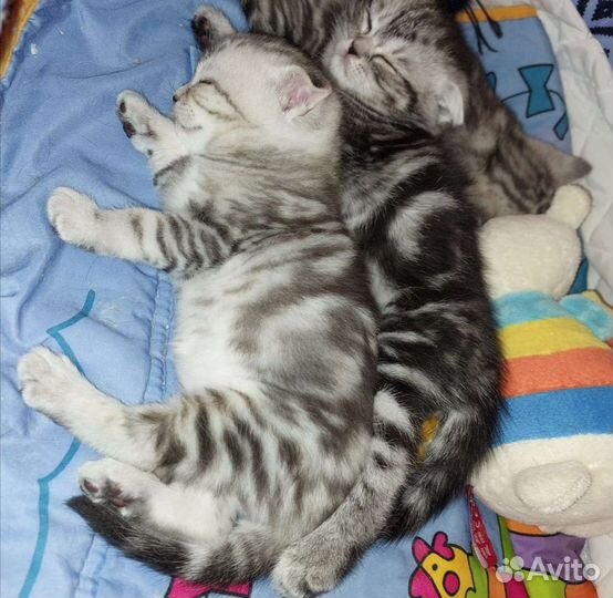 Настоящие Шотландские Котята