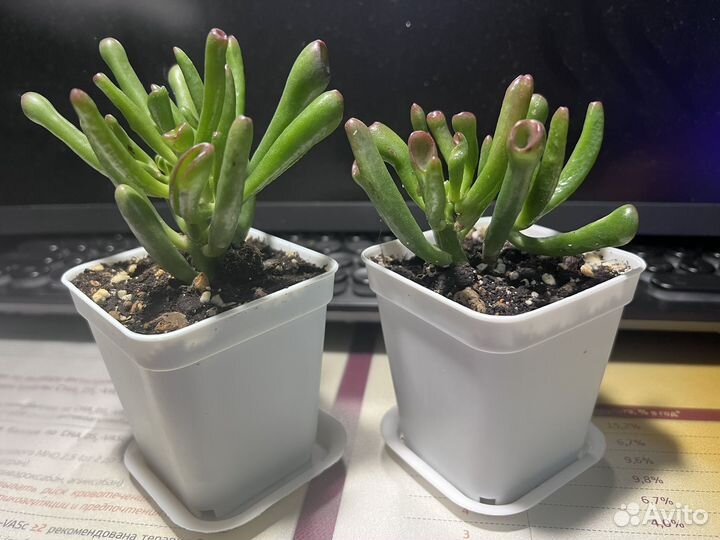 Плющ, фиалка, кофе, крассула, карисса, алоэ