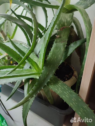 Алоэ вера растение