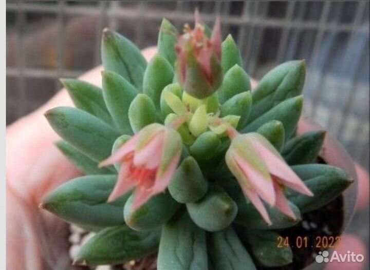 Молодило, суккуленты