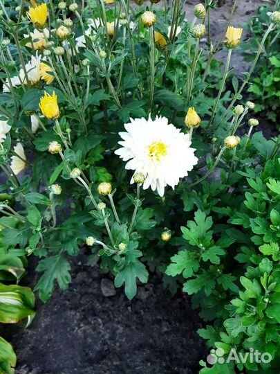 Хризантемы кустики цветут желтая белая