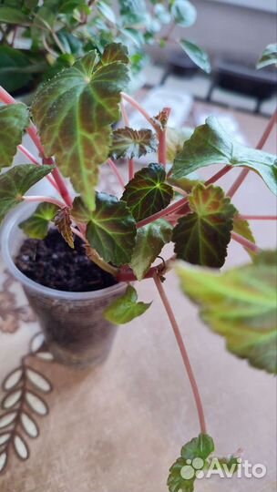 Фуксия Billy, фуксия Марленс тойка,бегония