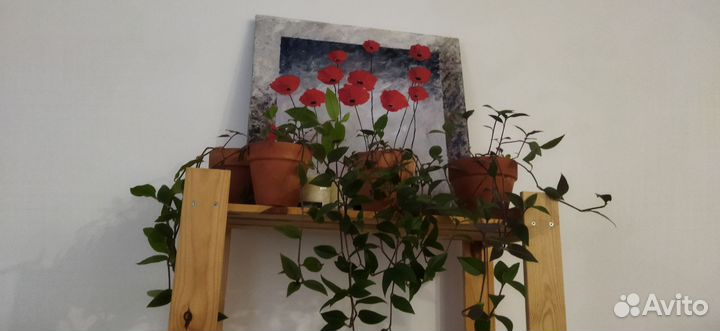 Традесканция