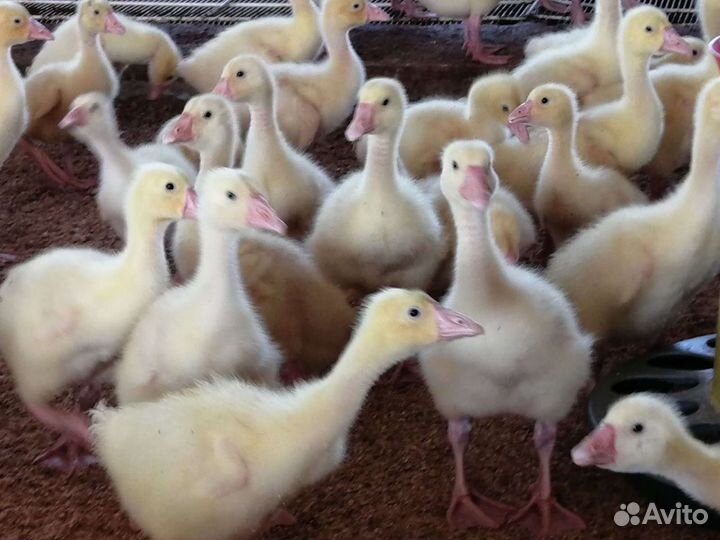 Инкубационное яйцо гусей. Гусята Линда, Серый