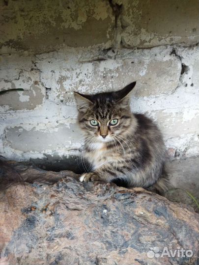 Котята в дар