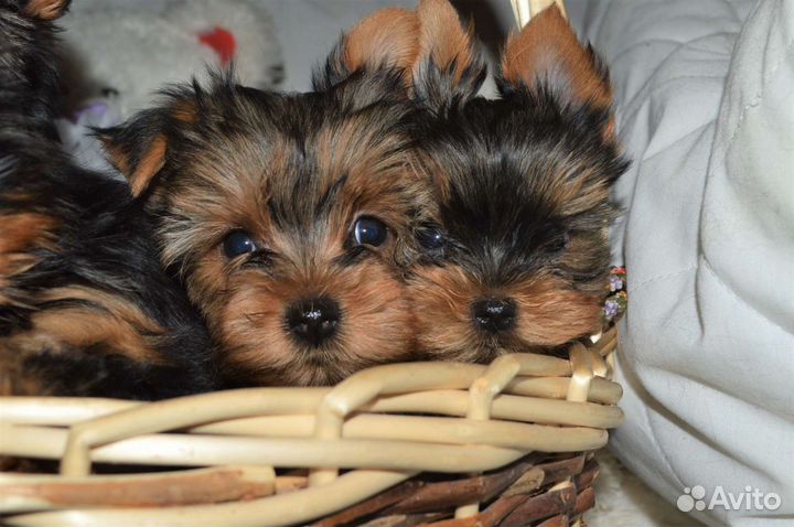 Щеночки йоркширского. терьера
