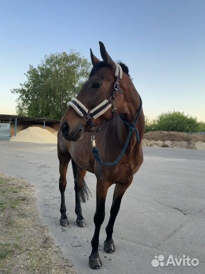 Конь в аренду