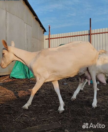 Зааненская коза