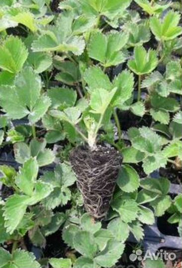 Рассада клубники