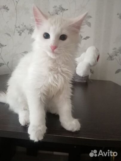 Котята Мейн-кун
