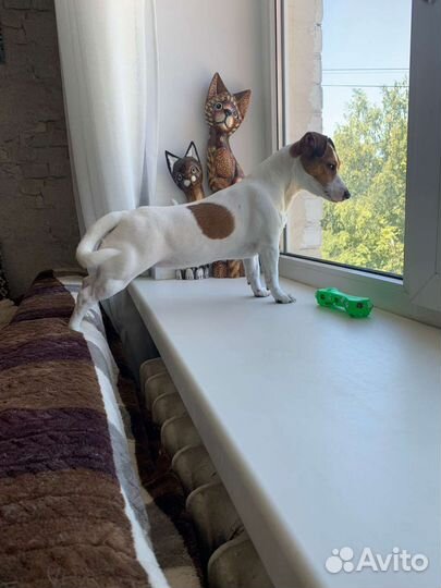 Передержка животных, котоняня, няня для собачек