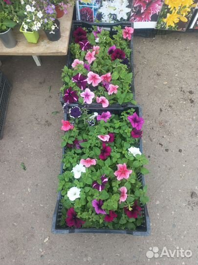 Петунья ампельная