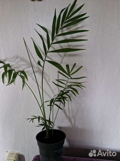 Комнатный цветок Пальма Хамедорея Элеганс