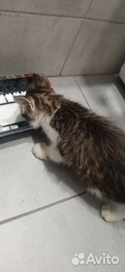 Котенок