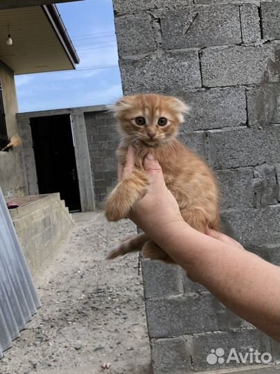 Отдам котенка мальчика