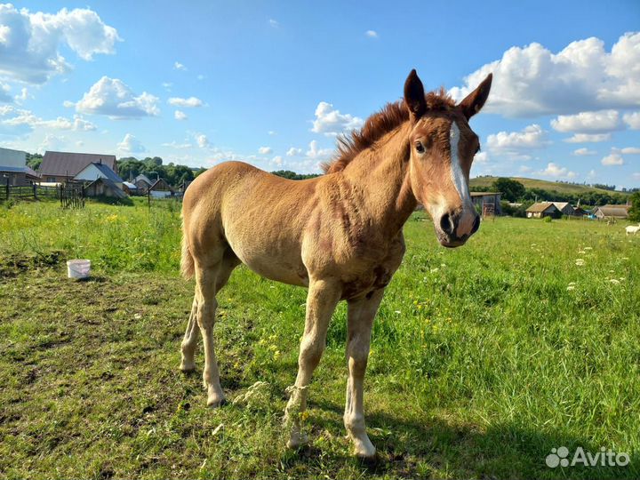 Продам обученную лошадь вместе с жеребенком