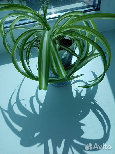 Хлорофитум кудрявый
